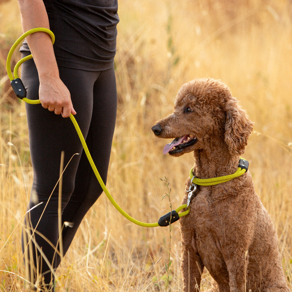 Long Leash