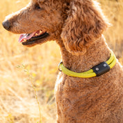 Trail Collar