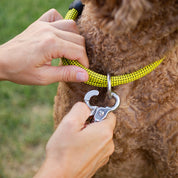 Long Leash