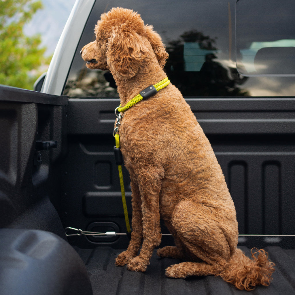 Truck Bed Dog Restraint System